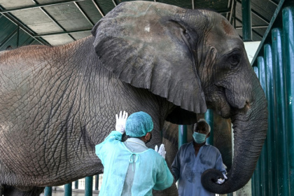 Le Dr Buddhika Bandara (g), un chirurgien vétérinaire du Sri Lanka, examine l'éléphante Madhubala, atteinte de tuberculose, dans un enclos du Safari Park de Karachi, le 16 mai 2025 au Pakistan - Rizwan TABASSUM (AFP)