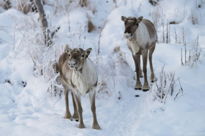 Des rennes à Nuorgam, le 25 novembre 2021 en Finlande - Jonathan NACKSTRAND (AFP)