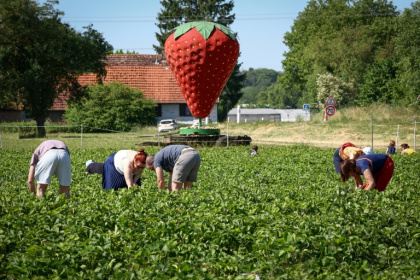 Des personnes cueillent des fraises dans une ferme alsacienne où deux hectares sont consacrés à la libre-cueillette, le 30 mai 2025 à La Wantzenau, dans le Bas-Rhin - FREDERICK FLORIN (AFP)
