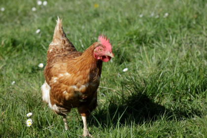 Au total, depuis le lancement du programme en 2015, plus de 5.200 poules ont été distribuées, selon l'agglomération - Sébastien SAUGUES, Sebastien SAUGUES (AFP)
