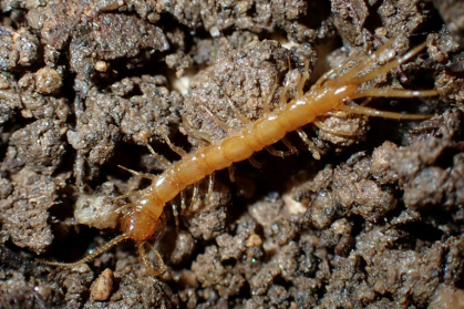 Photo diffusée par Etienne Iorio, le 20 mai 2025, d'un Lithobius à petites pattes ou mille-pattes (Lithobius Micropodus), classé "en voie de disparition", à Ramatuelle en 2023, dans le Var - Etienne IORIO (AFP)