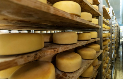 Des meules de Paski Sir, "fromage de Pag", vieillissent sur des étagères en bois à la société "Paska sirana" sur l'île de Pag, le 10 juin 2025 en Croatie - DAMIR SENCAR (AFP)