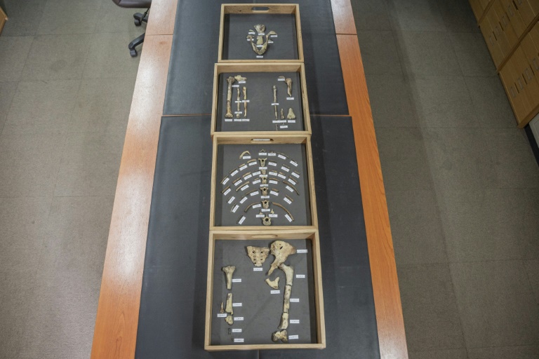 Premier voyage en Europe de l'australopithèque Lucy, exposée à Prague