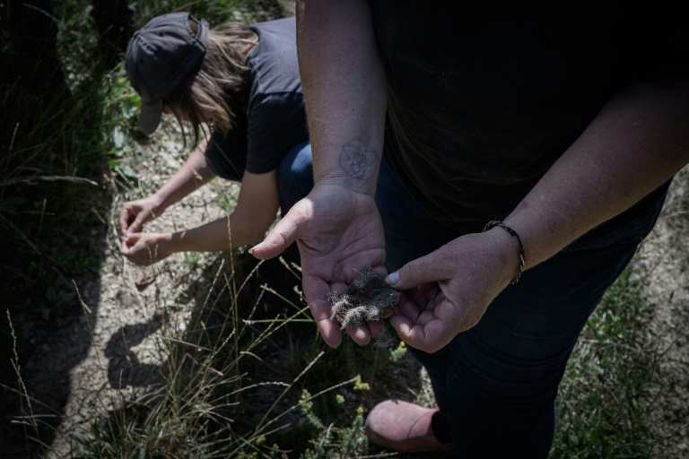 Contre la prédation du loup, des bénévoles montent la garde en estive