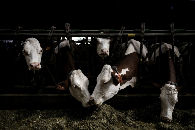 Dermatose des bovins: vaccination obligatoire et abattage "total" dans les foyers d'infection