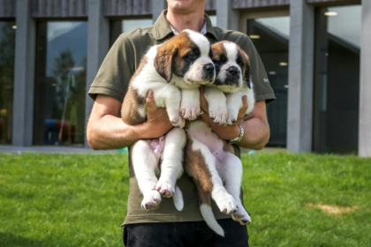 Deux chiots Saint-Bernard présentés au  musée et parc Barryland à Martigny, dans les Alpes suisses, le 26 juin 2025 - Fabrice COFFRINI (AFP)