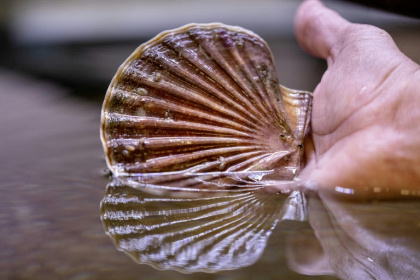 Dans l'écloserie du Tinduff, spécialisée dans l'élevage de coquilles Saint-Jacques, à Plougastel-Daoulas, dans le Finistère, le 17 juin 2025 - Fred TANNEAU (AFP)
