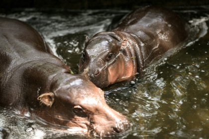 Le bébé hippopotame pygmée Moo Deng (d), nage avec sa mère au zoo de Khao Kheow, le 10 juillet 2025 à Chonburi, en Thaïlande - Chanakarn Laosarakham (AFP)