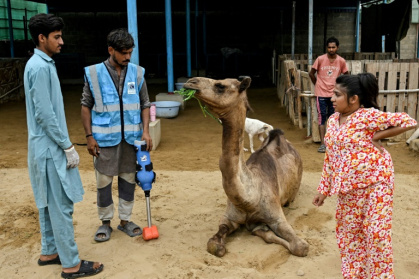 Sheema Khan (d), le manager du parc animalier qui a reccueilli Cammie, une jeune chamelle amputée d'une patte, avant la pose de sa prothèse, le 19 juillet 2025 à Karachi, au Pakistan - Rizwan TABASSUM (AFP)