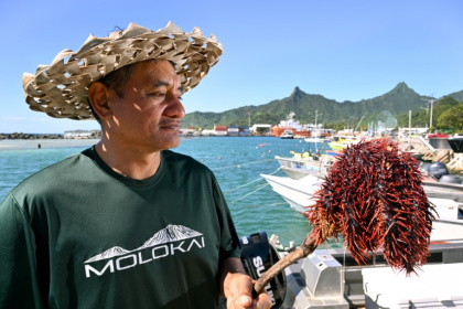 Le biologiste marin Teina Rongo du groupe environnemental Korero O Te Orau tient une étoile de mer "couronne d'épines" collectée sur un récif au large de Rarotonga, le 12 juin 2025 aux îles Cook - William WEST (AFP)