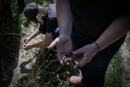 Des bénévoles de Pastoraloup analysent des excréments de loups trouvés près d'un troupeau de moutons dans les collines au-dessus de Villebois-les-Pins, dans le département de la Drôme,le 31 juillet 2025 - JEAN-PHILIPPE KSIAZEK (AFP)