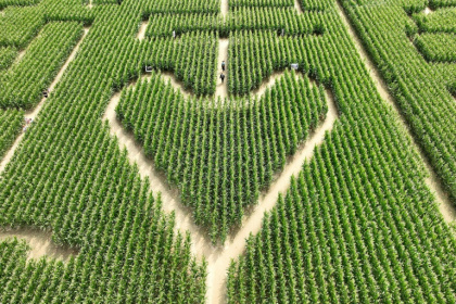 Vue aérienne d'un coeur tracé dans un champ de maïs transformé en labyrinthe à Soultz, dans le Haut-Rhin, le 6 août 2025 - FREDERICK FLORIN (AFP)