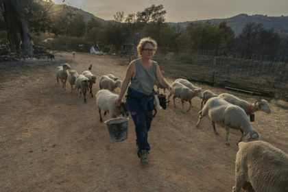 Emmanuelle  Bernier marche au milieu de ses brebis dans sa ferme détruite par l'incendie, à Fontjoncouse le 9 août - Idriss Bigou-Gilles (AFP)