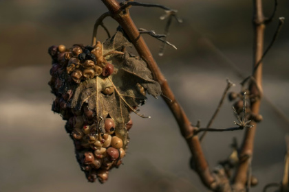 Une grappe de raisin flétrie provenant d'un vignoble après qu'une zone eut été touchée par un incendie de forêt à Tournissan, dans le massif des Corbières, le 7 août 2025 - Idriss Bigou-Gilles (AFP)