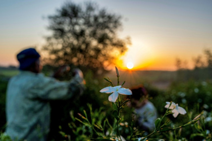 Des ouvriers agricoles récoltent des fleurs de jasmin au lever du soleil dans un champ du village de Shubra Balula, dans le nord du delta du Nil, en Égypte, le 7 juillet 2025 - Khaled DESOUKI (AFP)