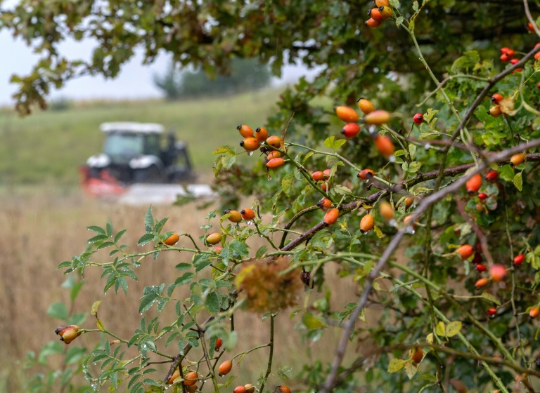 En Autriche, faucher moins pour protéger "la ceinture verte" et la biodiversité