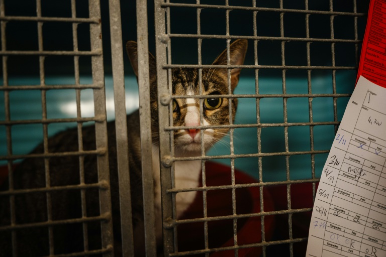 Un peu moins d'animaux recueillis cet été par la SPA, malgré un afflux de chatons