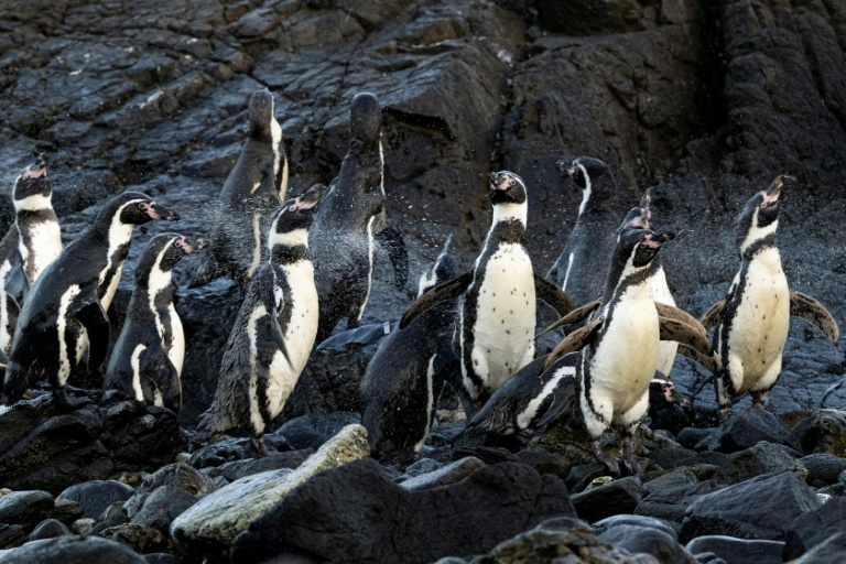 Le sanctuaire menacé de Punta San Juan, reflet du déclin de la faune littorale au Pérou