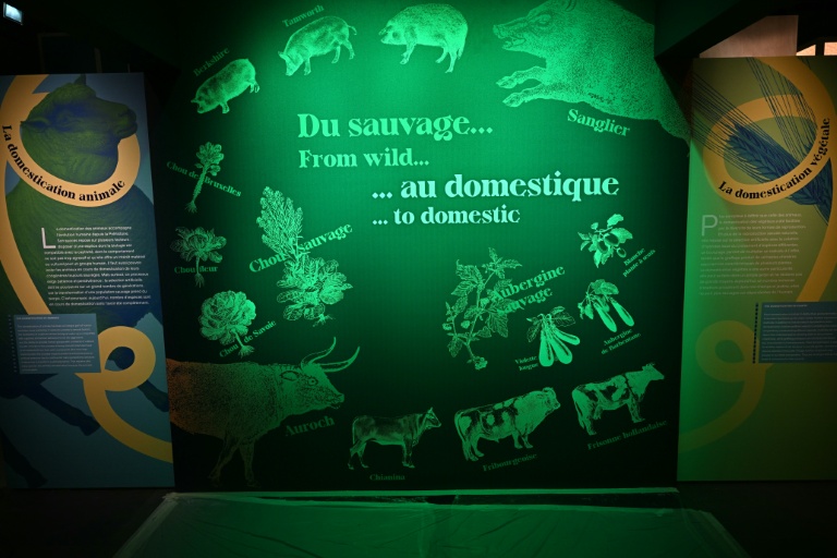 Chien, cochon d'Inde et clémentines : l'épopée vertigineuse de la domestication retracée à Toulouse