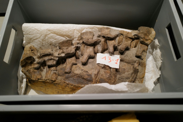 Découverte exceptionnelle dans l'Hérault : un crocodile du Jurassique quasi-complet