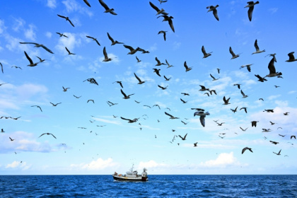 C'est à Boulogne-sur-Mer (Pas-de-Calais), premier port de pêche français, que les professionnels du secteur se réunissent jeudi et vendredi pour débattre de l'avenir de la filière, encore meurtrie par le Brexit - FRANCOIS NASCIMBENI (AFP)