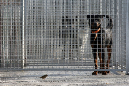 Le refuge de la SPA à Gennevilliers dans les Hauts-de-Seine, le 16 octobre 2007 - JOEL SAGET (AFP)