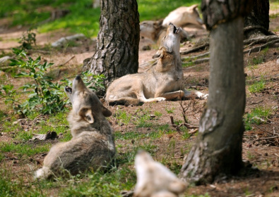 Des loups hurlent au Parc des Loups du Gévaudan à Saint-Léger-de-Peyre, le 11 juillet 2012 - PHILIPPE HUGUEN (AFP)