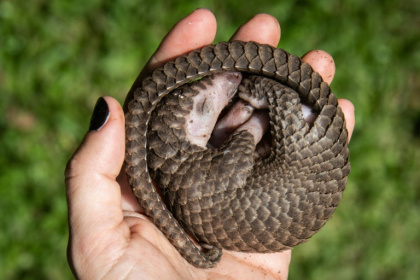 Une personne tient dans sa main un pangolin à ventre blanc qui a été sauvé de trafiquants d'animaux à Kampala, en Ouganda, le 9 avril 2020 - Isaac Kasamani (AFP)