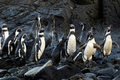 Des manchots de Humboldt à la réserve nationale de Punta San Juan de Marcona, dans le département d'Ica, dans le sud du Pérou, le 29 septembre 2025 - Ernesto BENAVIDES (AFP)