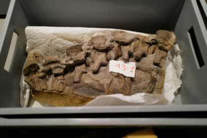 Des morceaux du fossile de crocodile, datant du Jurassique il y a 180 millions d’années, retrouvé dans la région de Montpellier, au musée de Lodève dans l'Hérault, le 10 ctobre 2025 - Sylvain THOMAS (AFP)