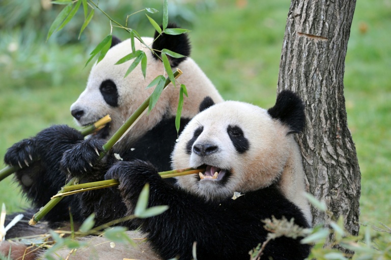 Retour en Chine : la France perd son unique couple de pandas