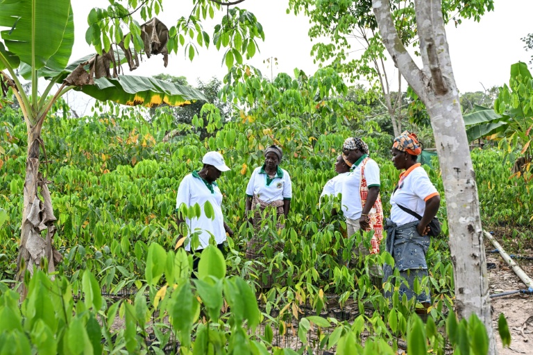 En Côte d'Ivoire, des cultivatrices d'hévéa s'émancipent en achetant leurs propres parcelles