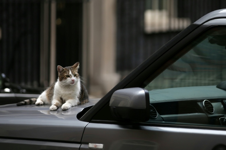 Quatre choses à savoir sur Larry le chat, qui a fêté ses 15 ans à Downing Street