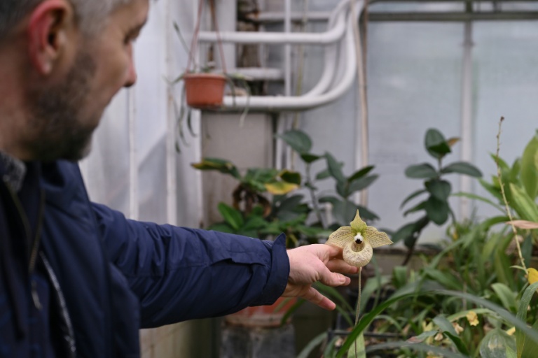 Ukraine : sans chauffage, les plantes tropicales du Jardin botanique flétrissent
