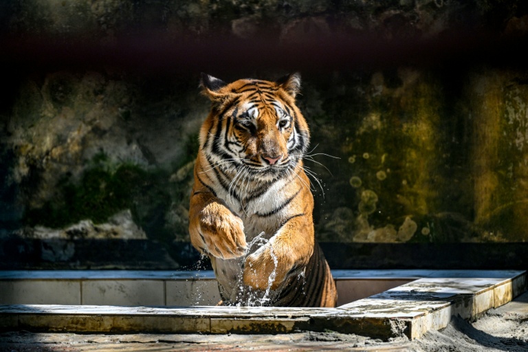 Bangladesh : dans les Sunderbans, la difficile protection des tigres du Bengale