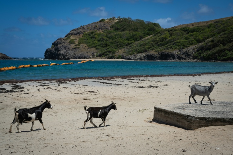 Aux Saintes en Guadeloupe, les chèvres nuisent à la biodiversité