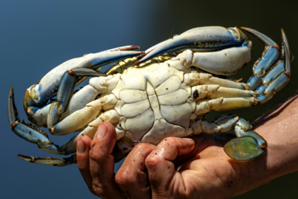 Un crabe bleu (Callinectes sapidus), qui sera analysé, mesuré et pesé au laboratoire de l'Institut méditerranéen d'océanographie (MIO) de Marseille, à Hyères, le 28 mai 2026 dans le Var - MIGUEL MEDINA (AFP)