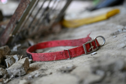 Une collier de chien sur le sol dans un abattoir canin abandonné à Pyeongtaek, en Corée du Sud, le 11 juin 2026 - Jung Yeon-je (AFP)