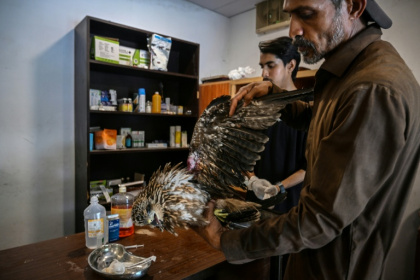 Le soigneur Zaheer Ahmed (d) s'occupe d'un milan blessé au Centre de sauvetage Margallah à Islamabad, le 7 juillet 2026 au Pakistan - Farooq NAEEM (AFP)