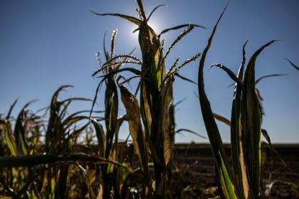 Des plants de maïs desséchés à Châtillon-sur-Indre, le 10 juillet 2026 dans le Maine-et-Loire, lors d'une vague de chaleur en France - Alain JOCARD (AFP)