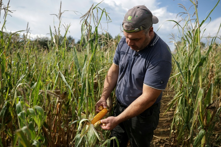 Avec les canicules successives, les producteurs de maïs en souffrance